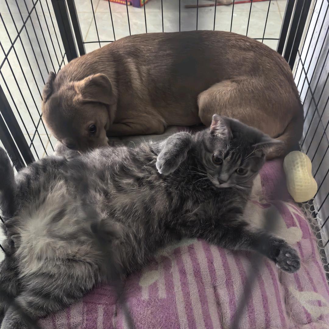 傻(≧^.^≦)喵杂货铺🐶🐱