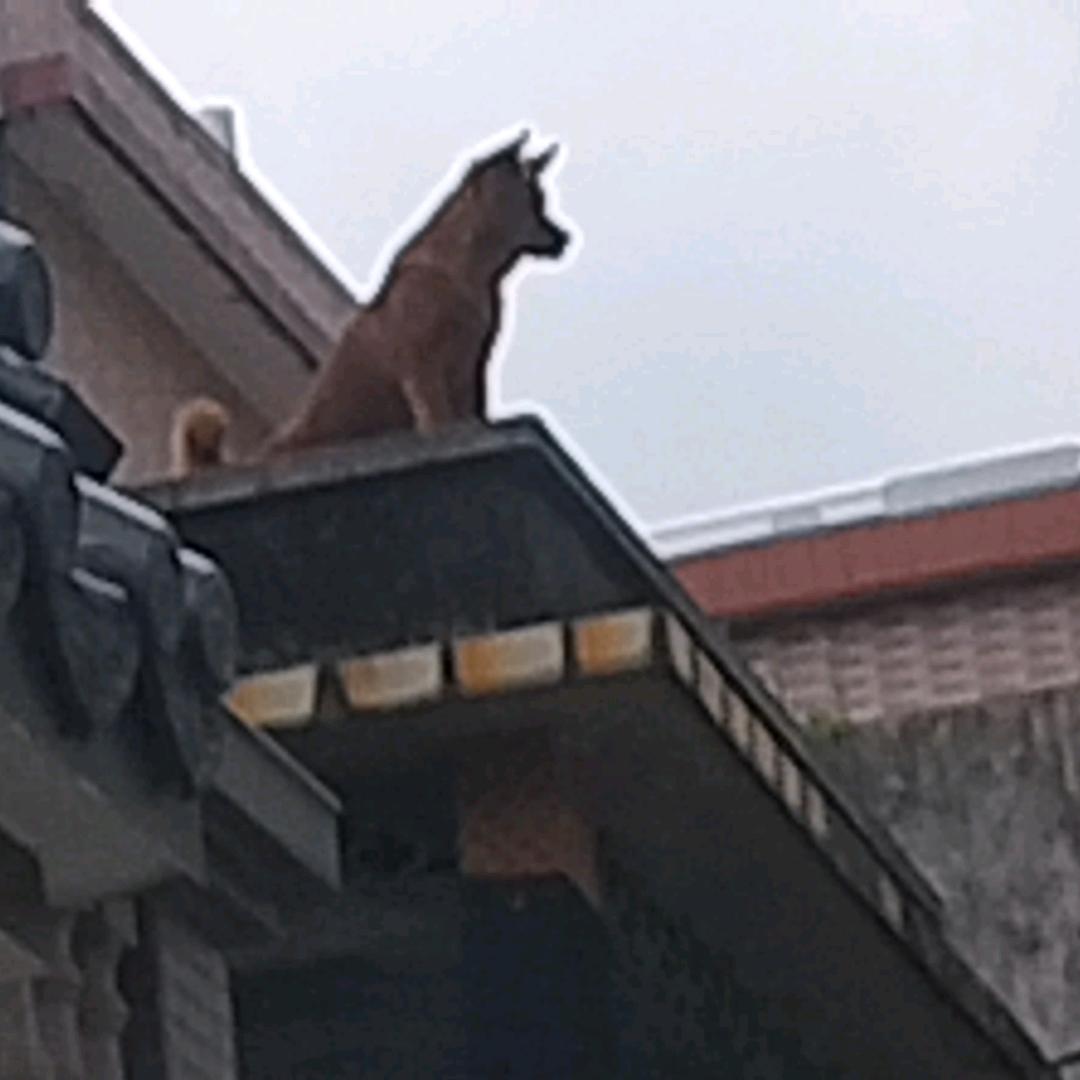 峡谷无情