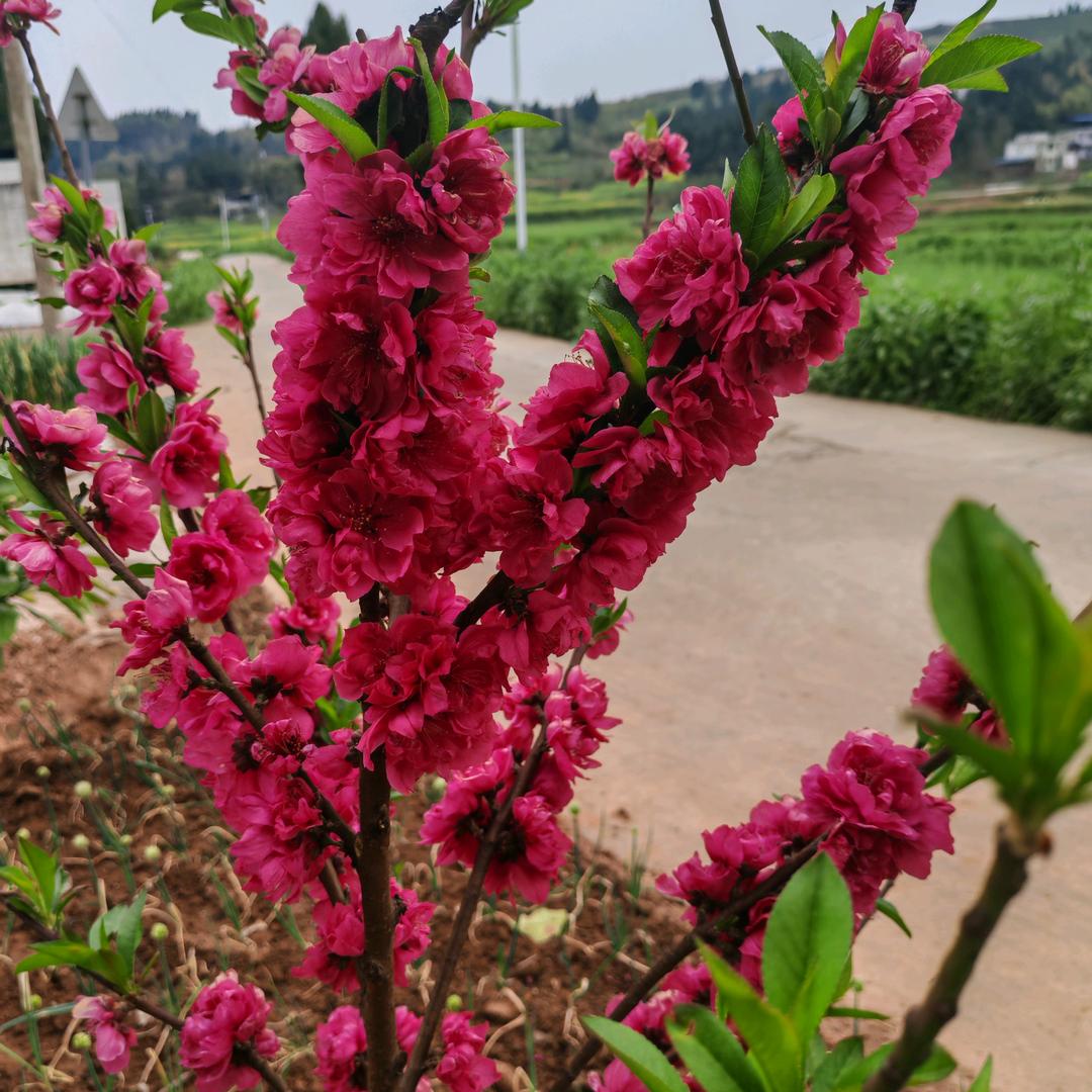 熟蜜桃