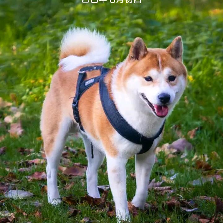 受了伤的兔