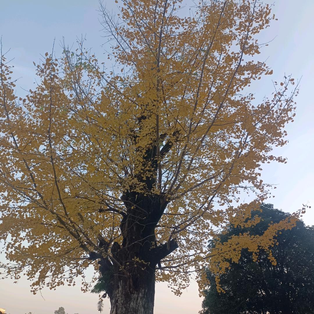 七零后的乡下人