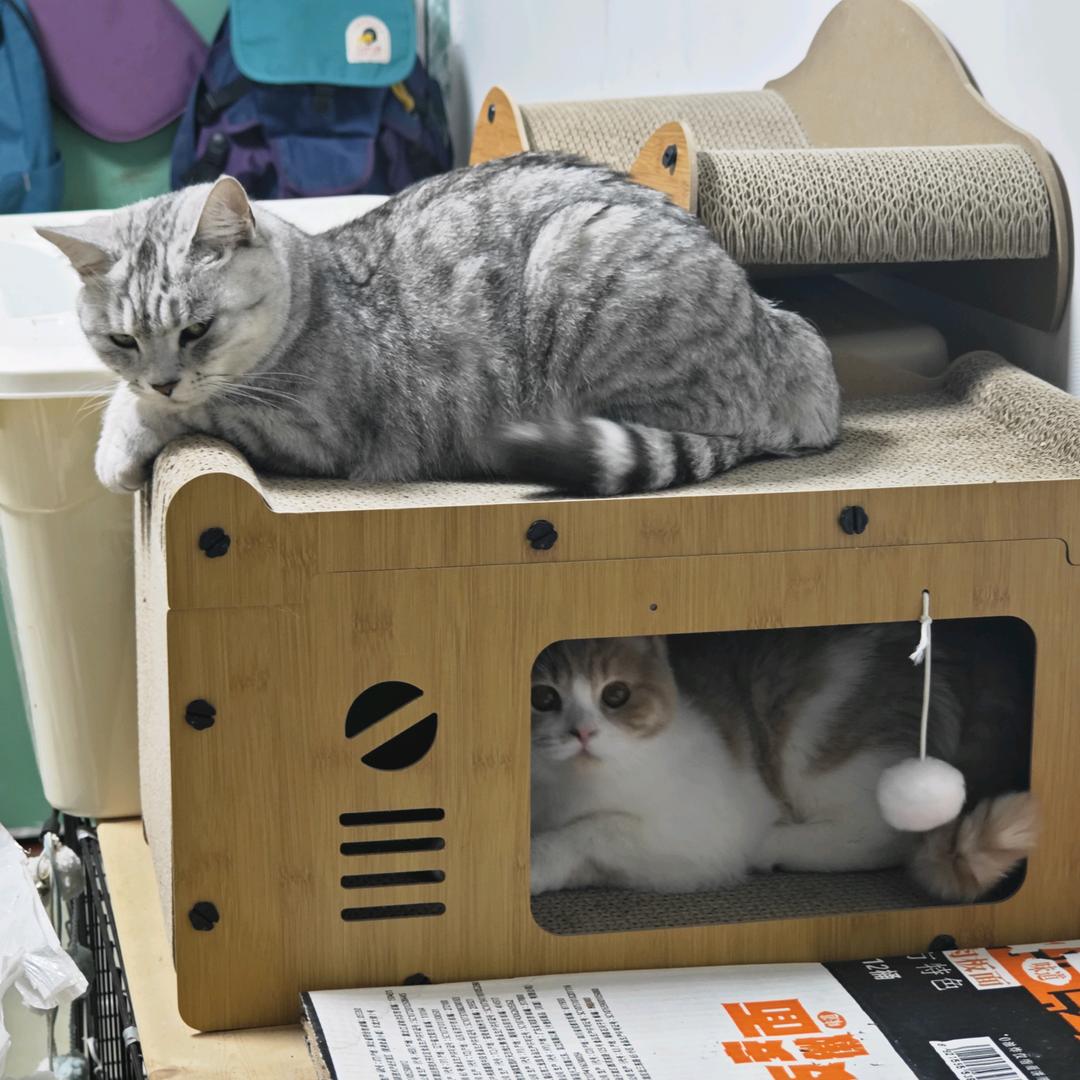 没头脑和不高兴