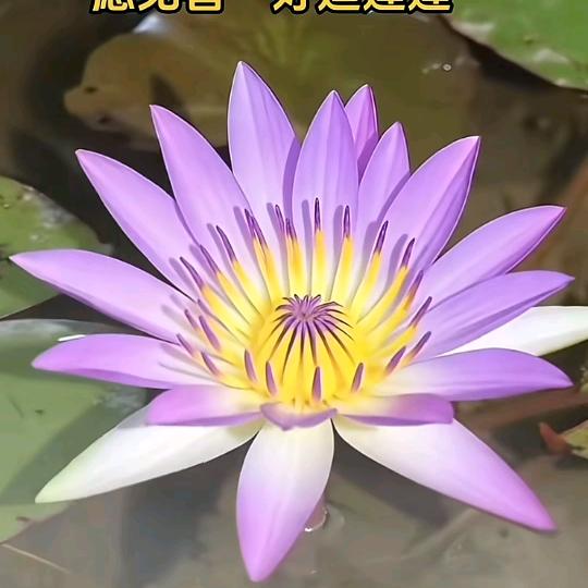 琉璃👩🏻‍🌾