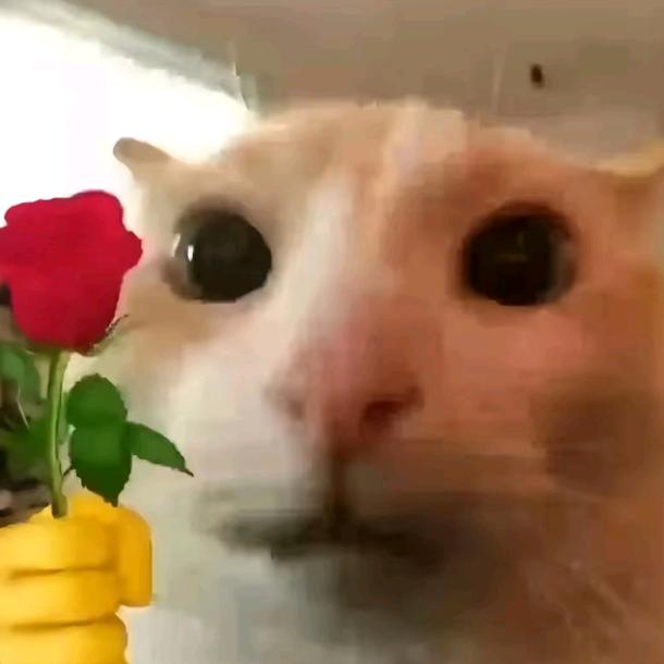 忘梵山(动物园糕手)