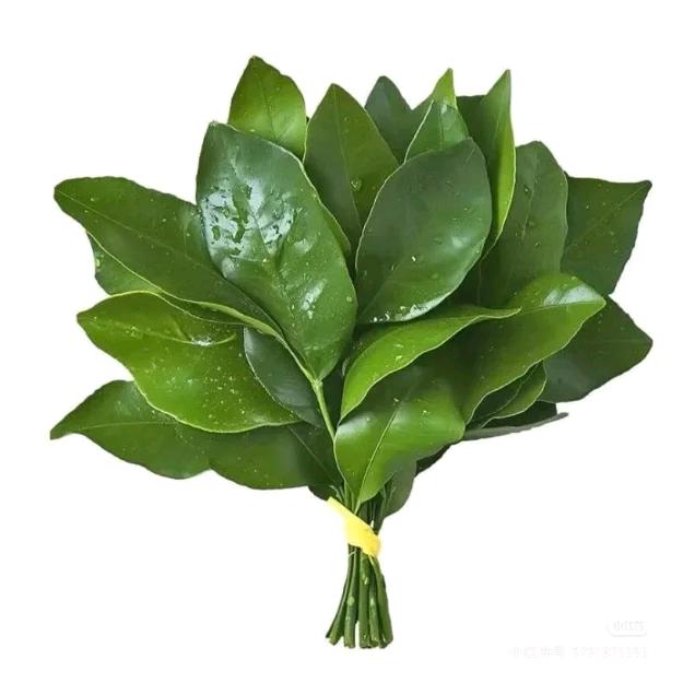 茉狸奶绿