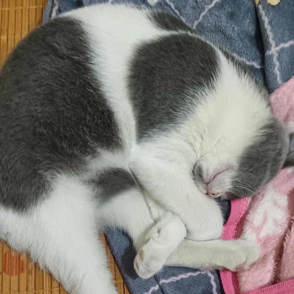 恸鬖头像