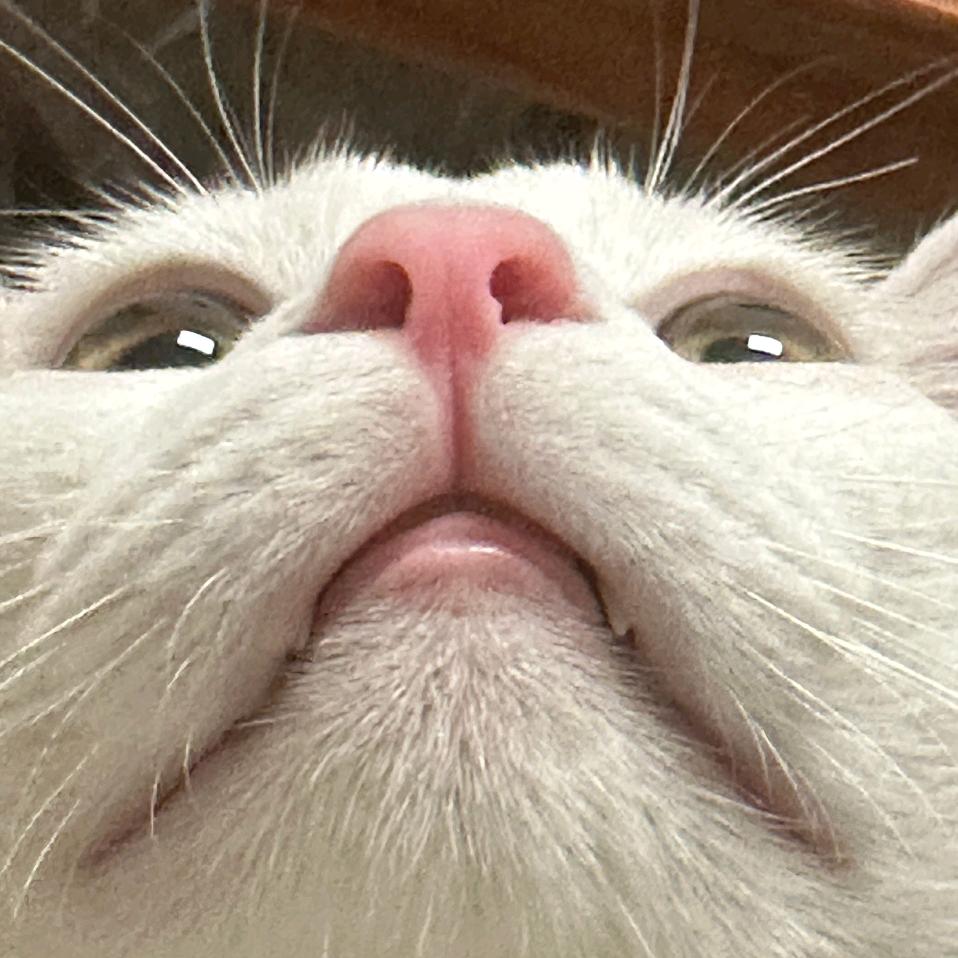 长卿🐈