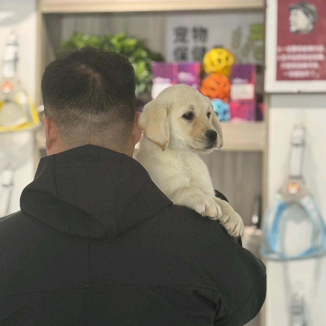 卜卜小课堂🐶