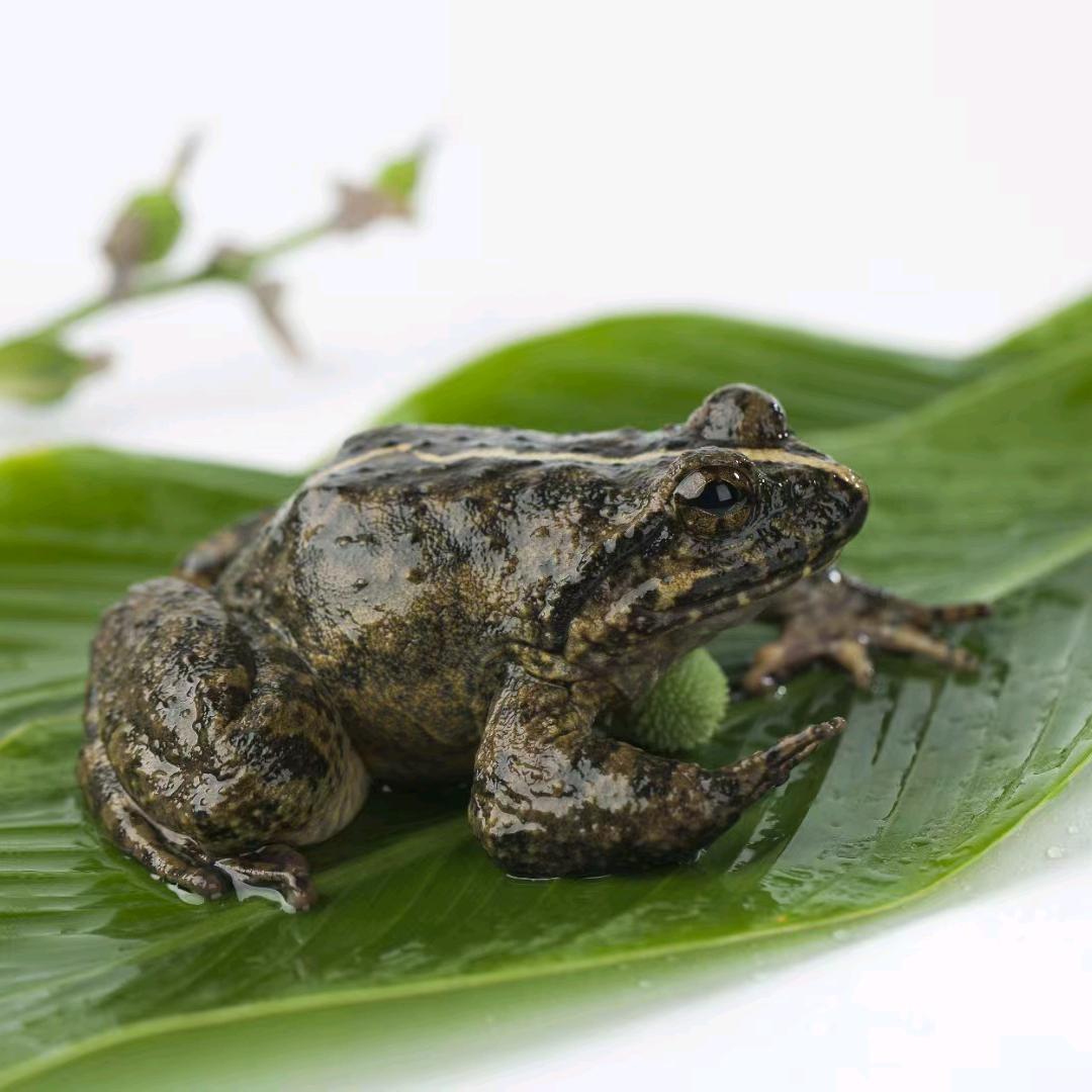 蹦蹦海鲜只发一手货
