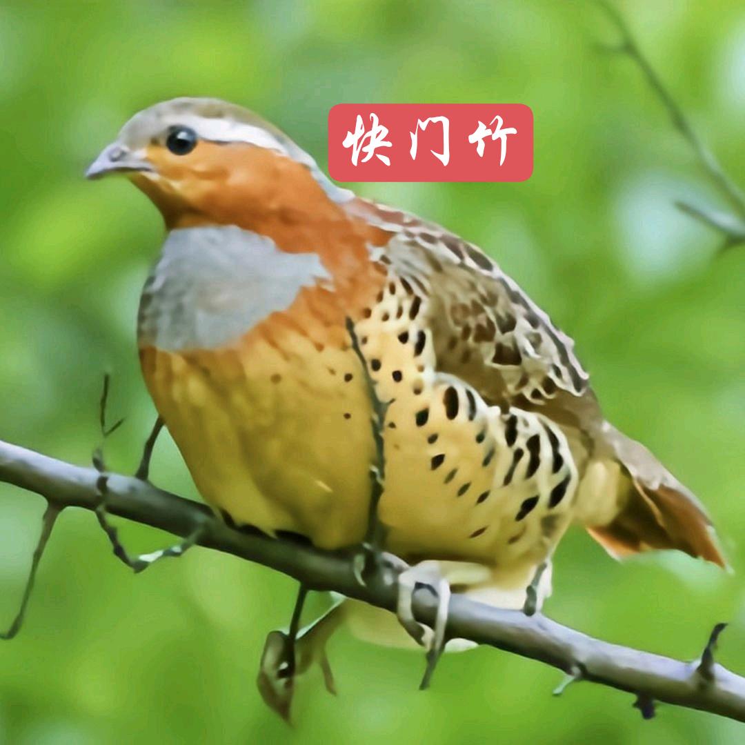 快门竹