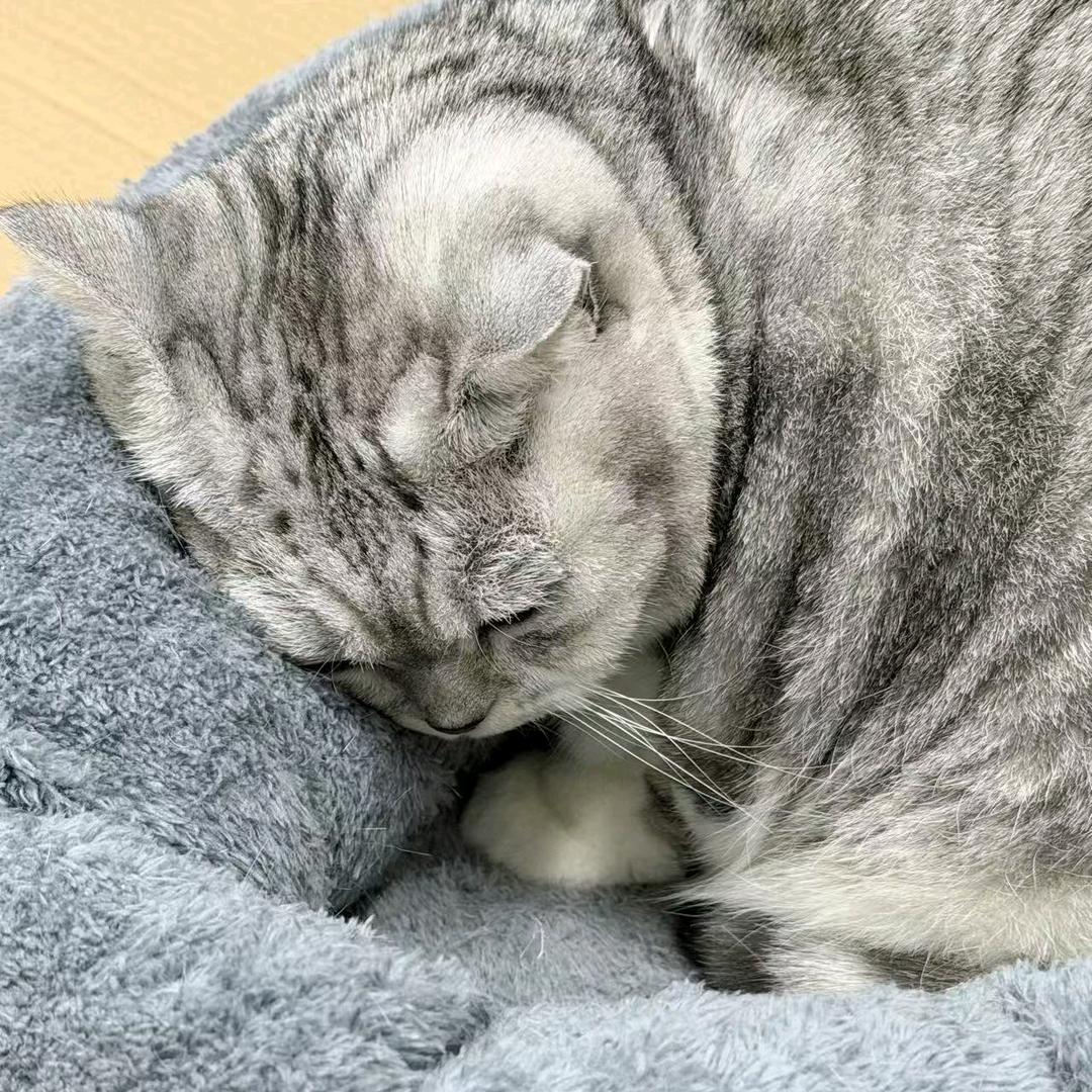 向僵尸开炮-大开