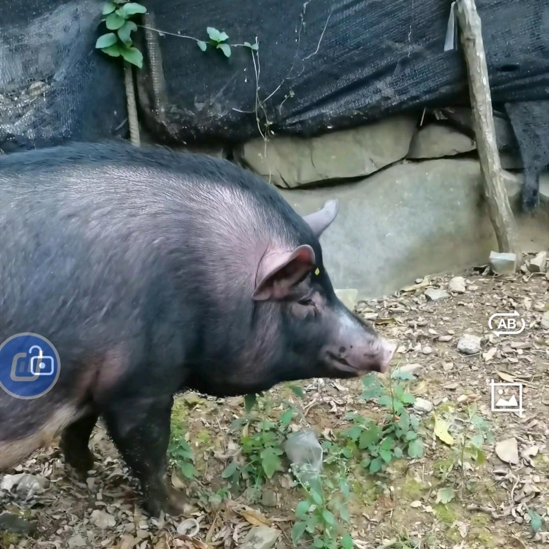 瑶家乡村土猪