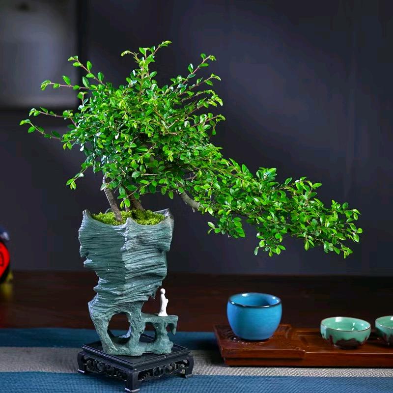 尚品绿植花卉