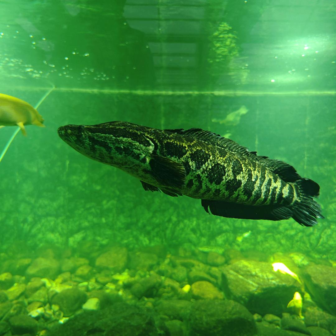 猛鱼佬的饲养员（二弟）