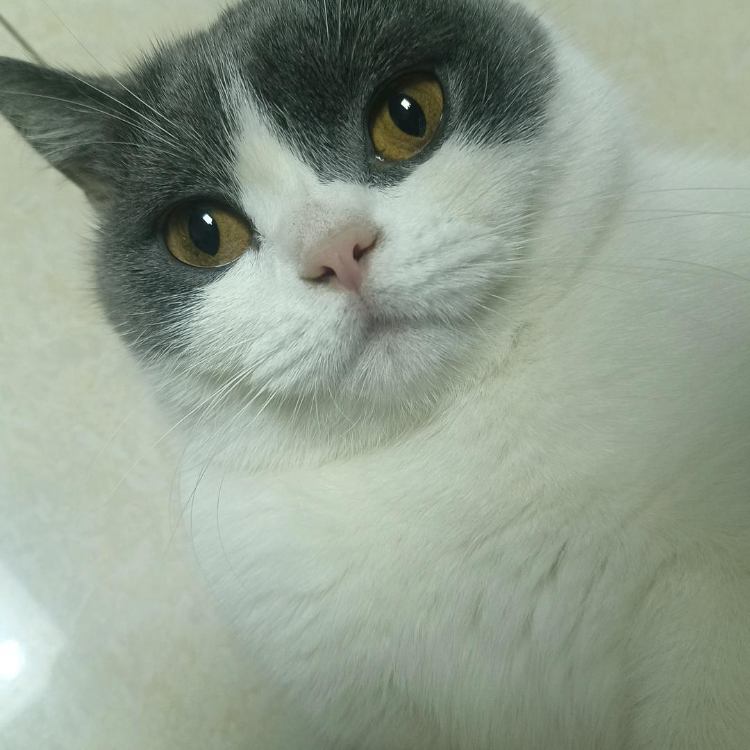 阿甘