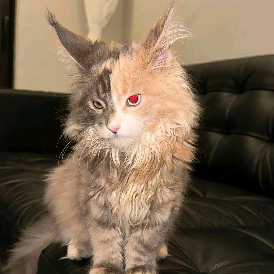 老猫