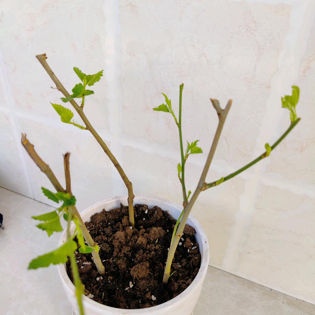 广州石井尾货肖肖