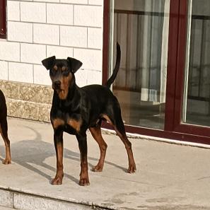 俄罗斯纯进口种公;瓦特森