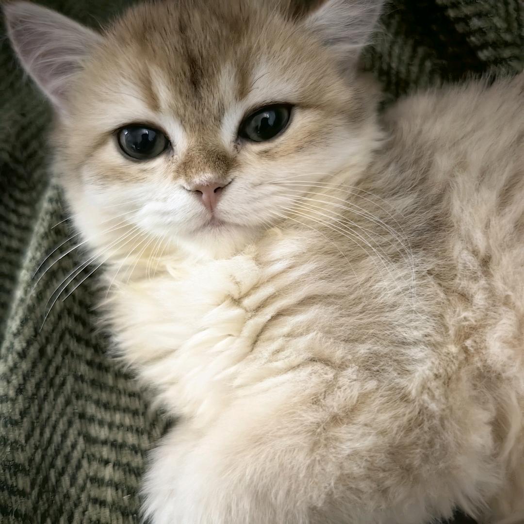 我有个葵葵🐱