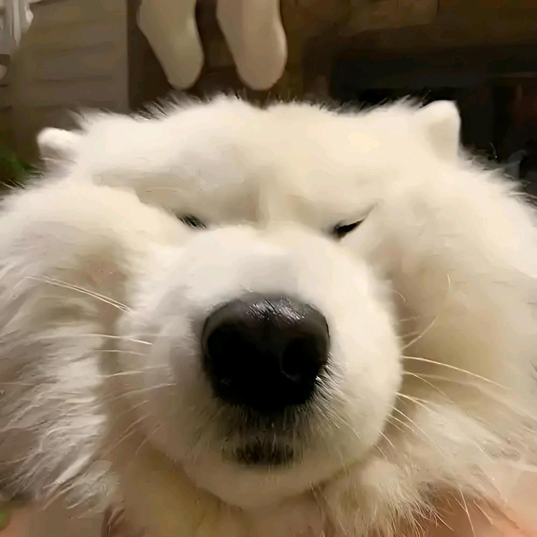 梅斯鱼岸