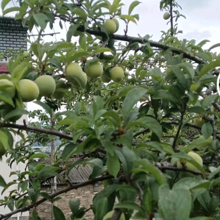樱花的寂寞。
