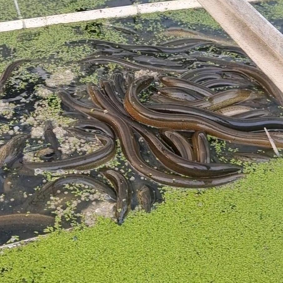 养殖黄鳝训口苗