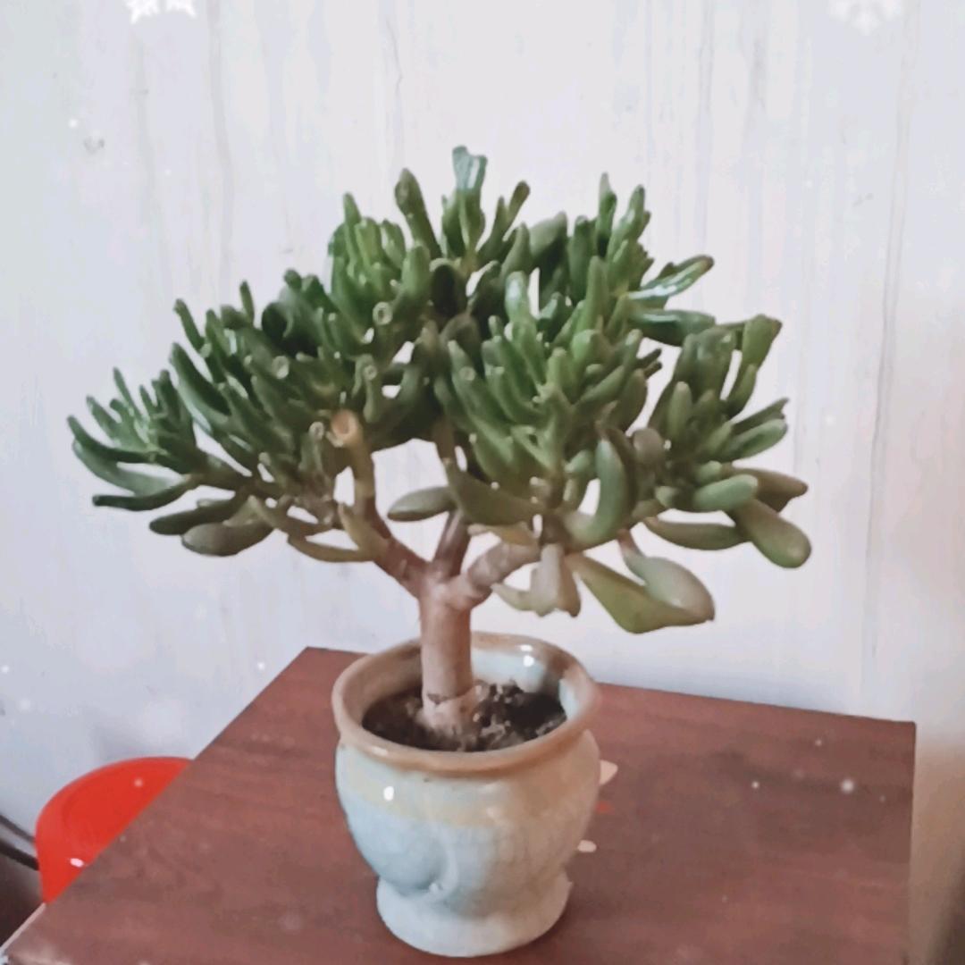 得胜