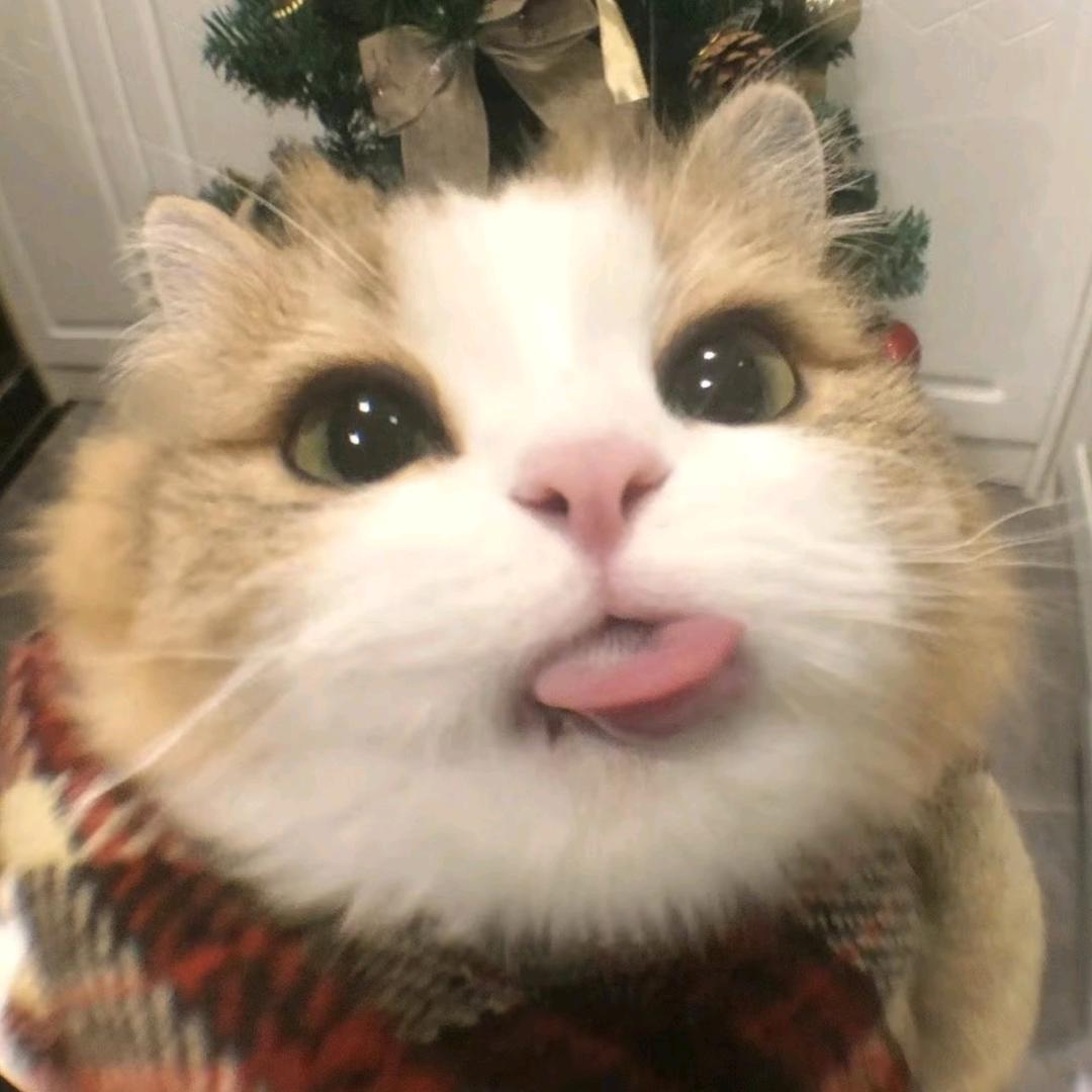 沪上萌宠
