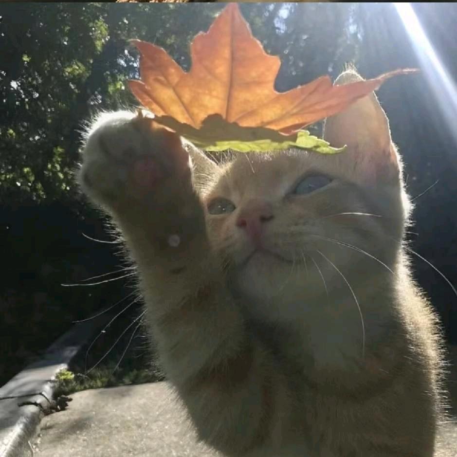 @🦋ꦿ໊再无❤️🕊温柔ꦿᩚ: ꧔ꦿ᭄