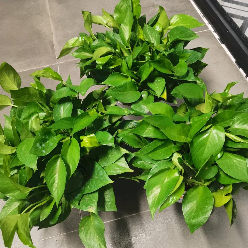 参考百货