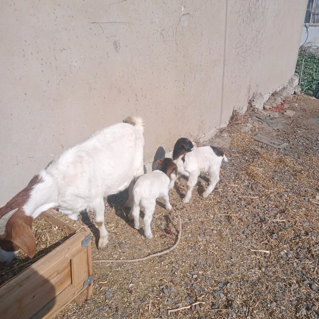 清风明月【12:30】