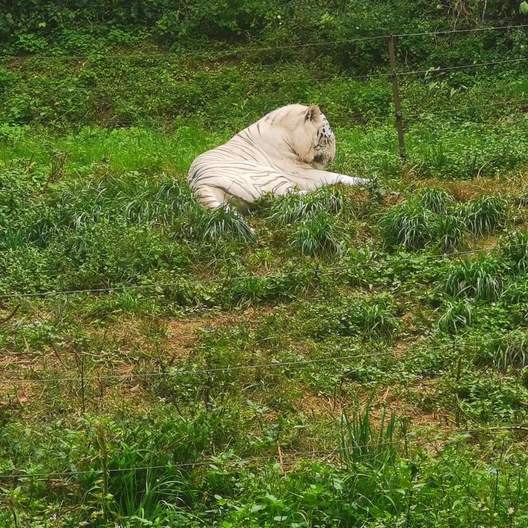 猫头鹰trm