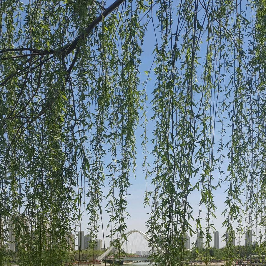 河畔里的锦鲤