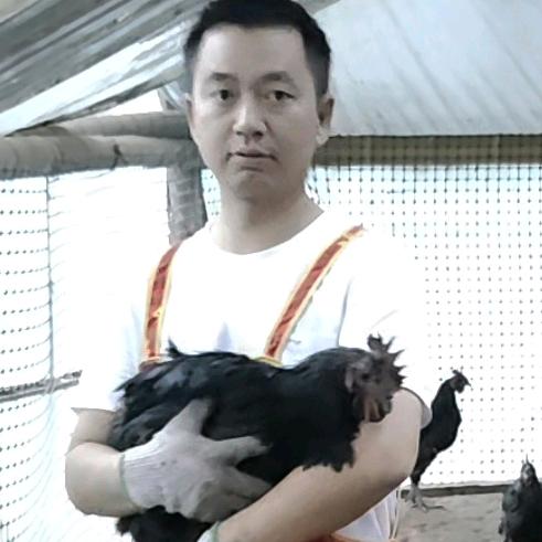 在云南养土鸡的万先生