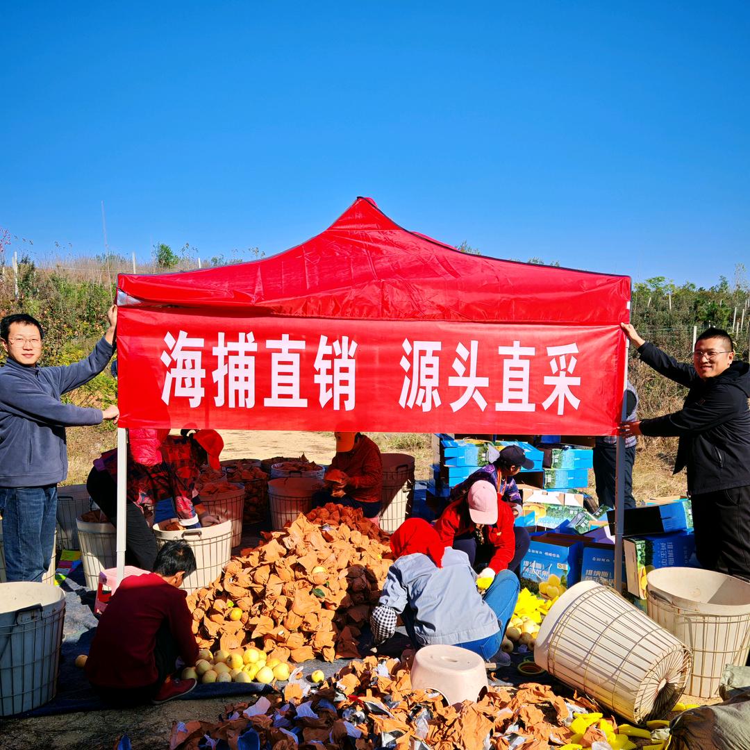 安阳卖鱼的大鹏