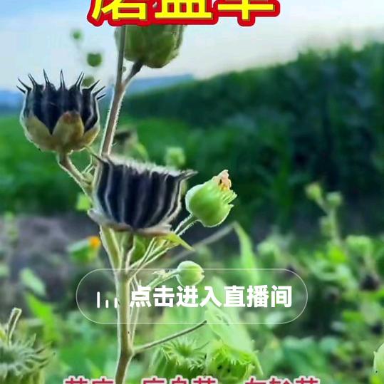 旺财