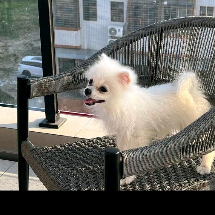 奔雷。头像