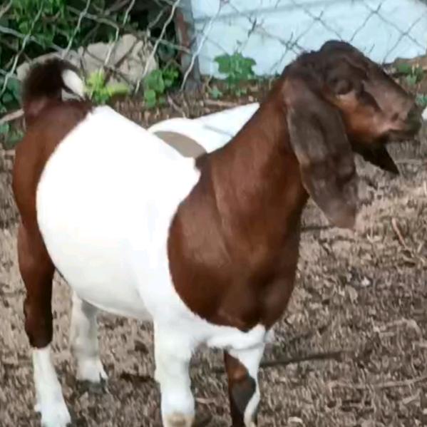 沂水县高庄镇金和养殖场