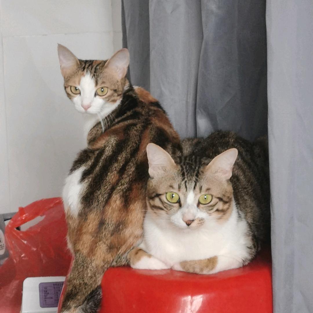两只小猫