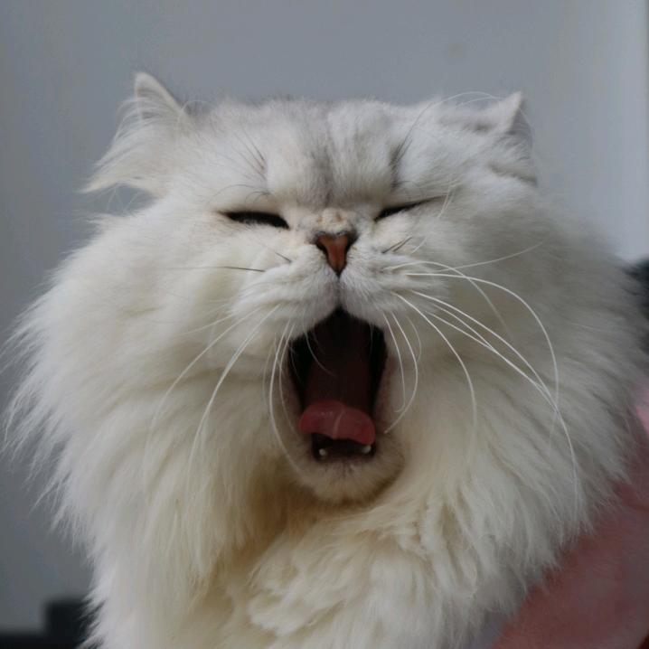 排骨