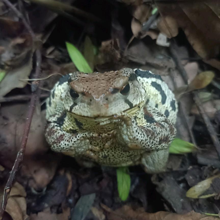 山青水绿