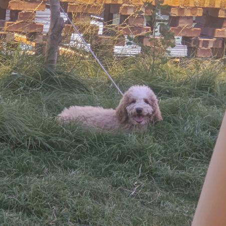 两只小🐶
