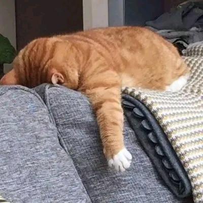 ༺ཌༀ ぃ招财猫﹖