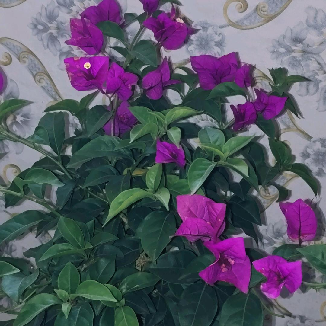 🎀