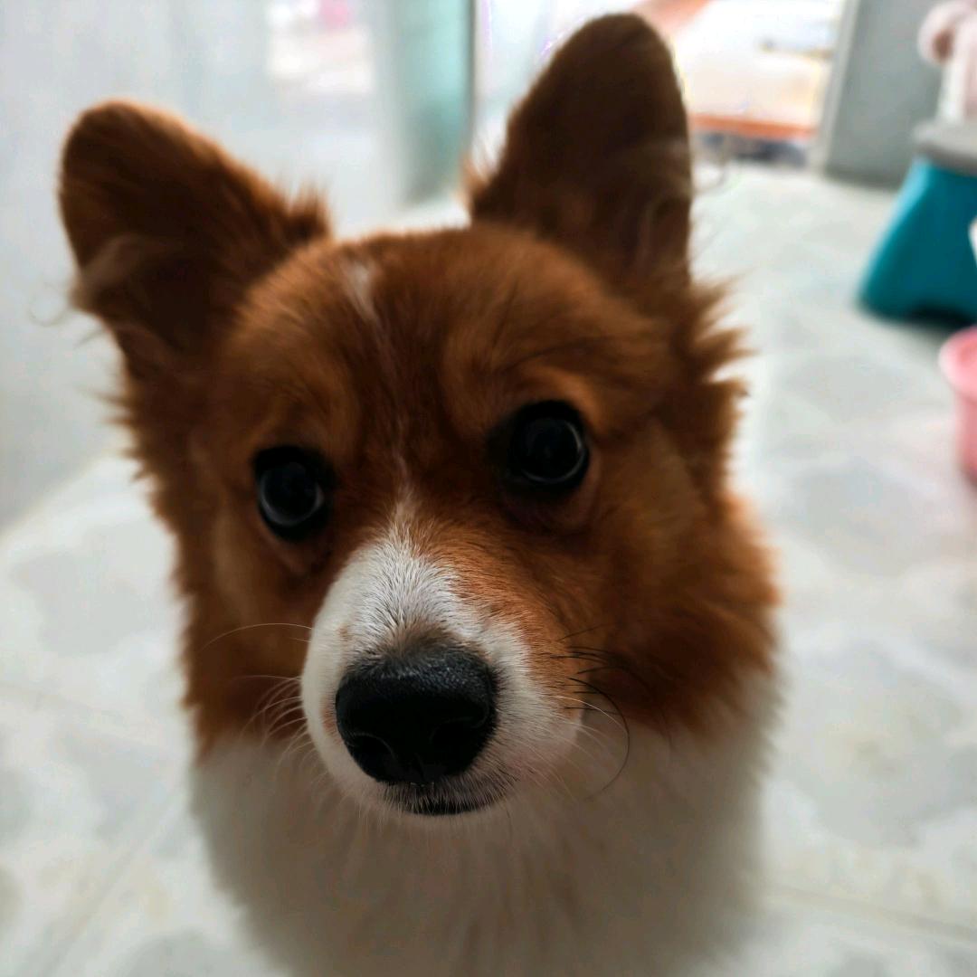 不吃胡萝卜🥕🥕
