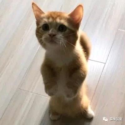 查得曼·吉云雀·苏大强