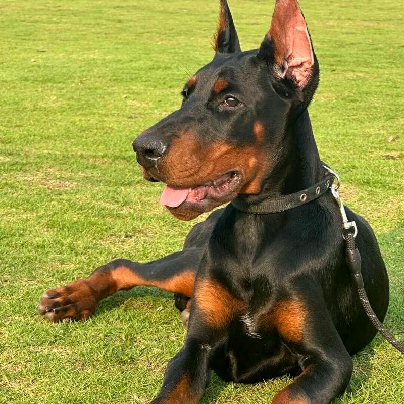 杜宾专业养殖基地