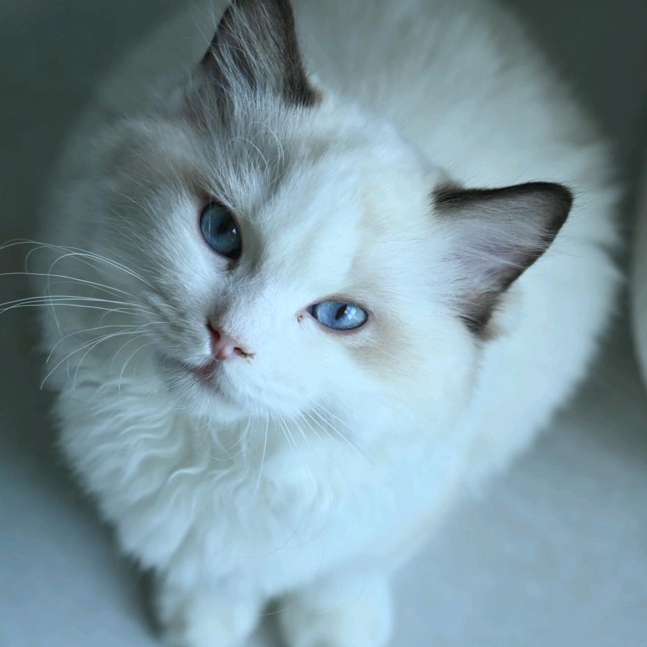 关于我重生之回家养猫