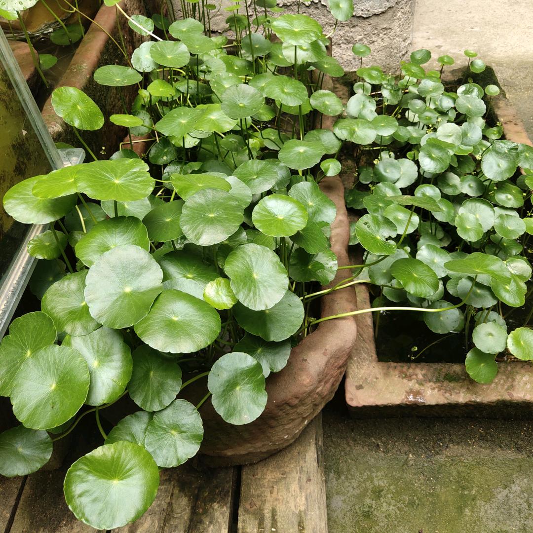 芳华已逝（拒绝连赞）