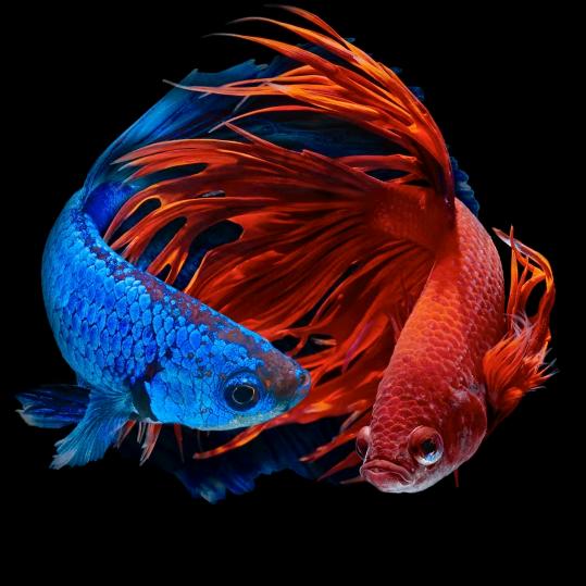 ୧⍤⃝🌸ℒ无Ꭽ心ℯ⃝哥༊এ🌸᭄